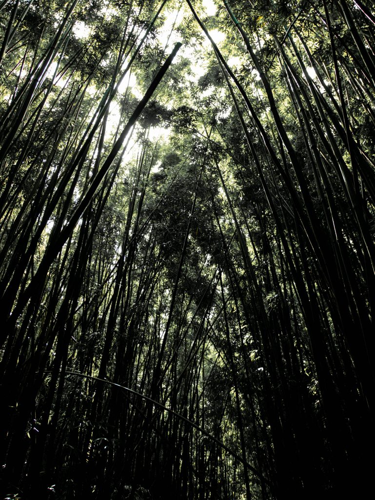 Bamboo forest on the Pipiwai Trail on the Road to Hana in Maui, Hawaii