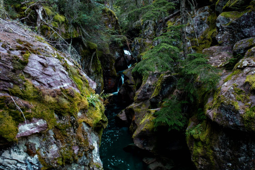 trail of cedars glacier national park